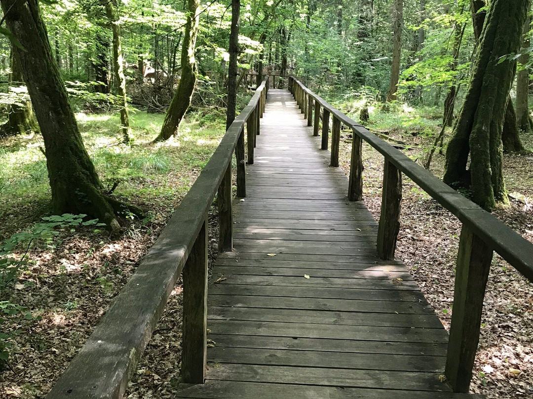 Bialowieza National Park Tours景点图片