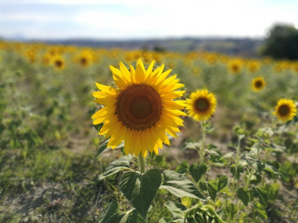 Agriturismo La Quiete主图