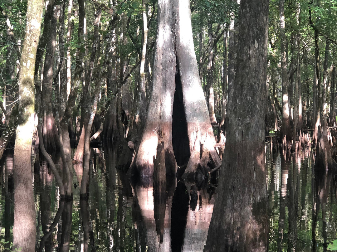 Switchgrass Outfitters & Airboat Tours景点图片
