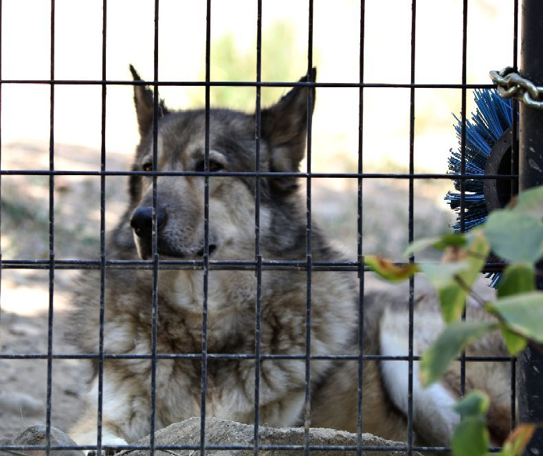 Folsom City Zoo Sanctuary-佛森必去景点