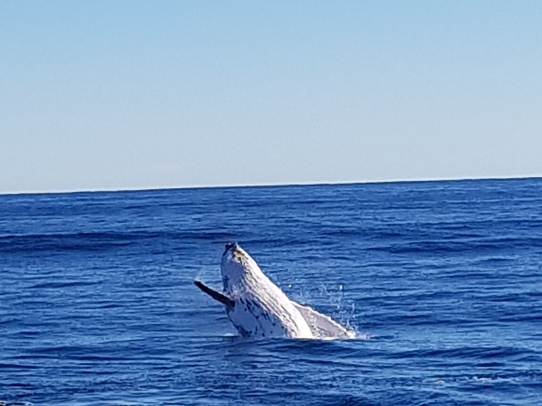 Coolangatta Whale Watch-堤维德岬必去景点