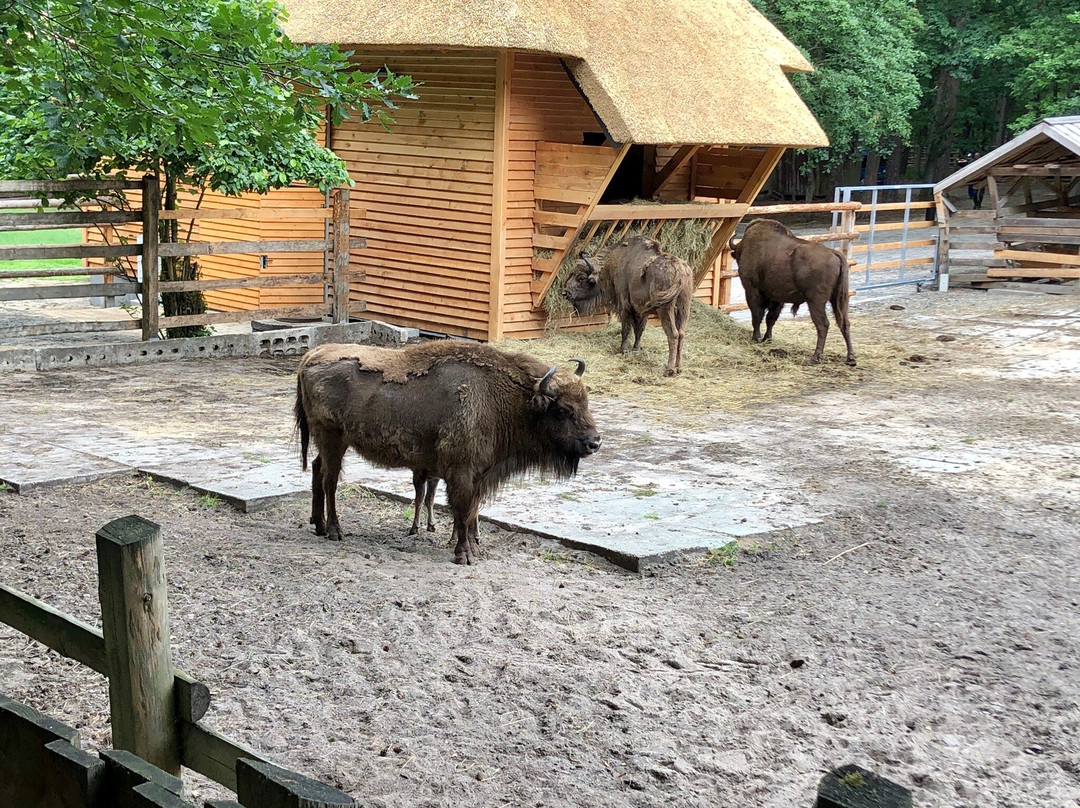 Bison Showcase-缅济兹德罗耶必去景点