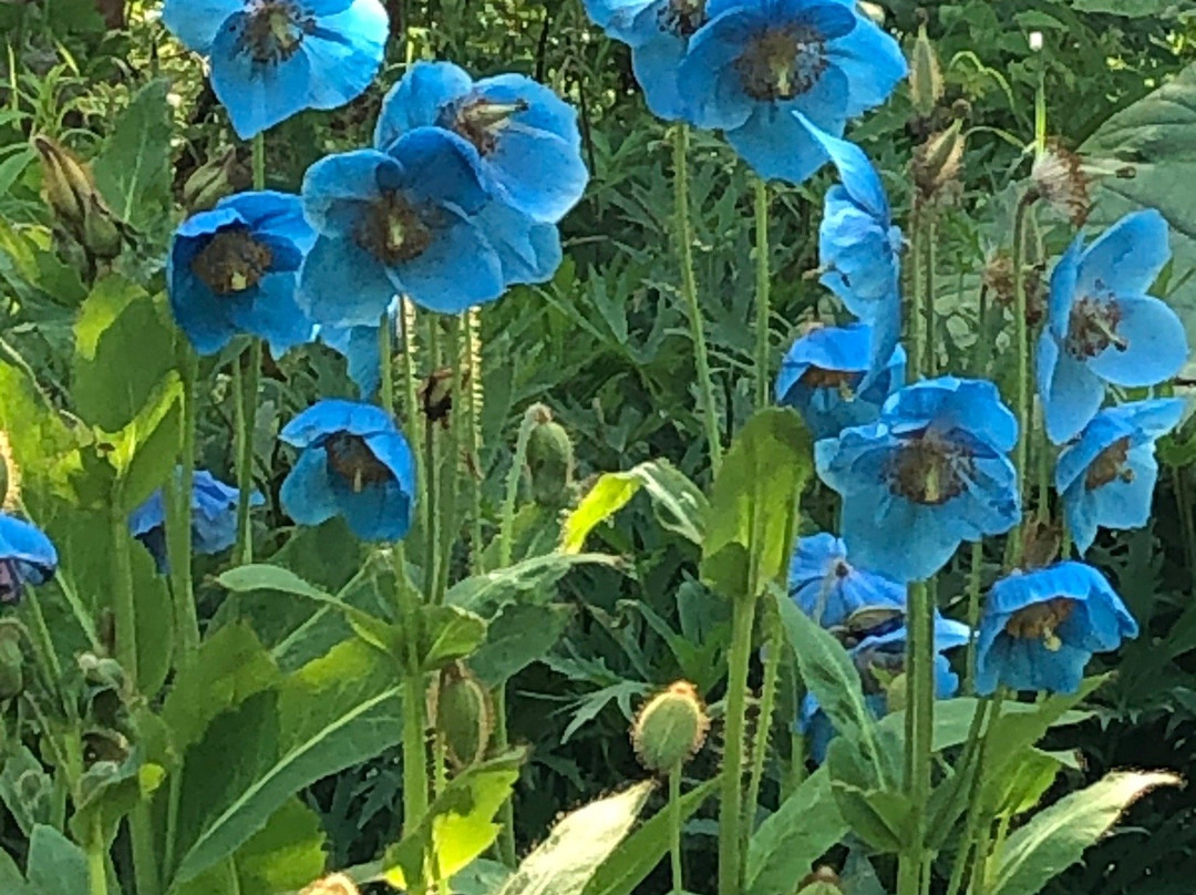 Alaska Botanical Garden景点图片