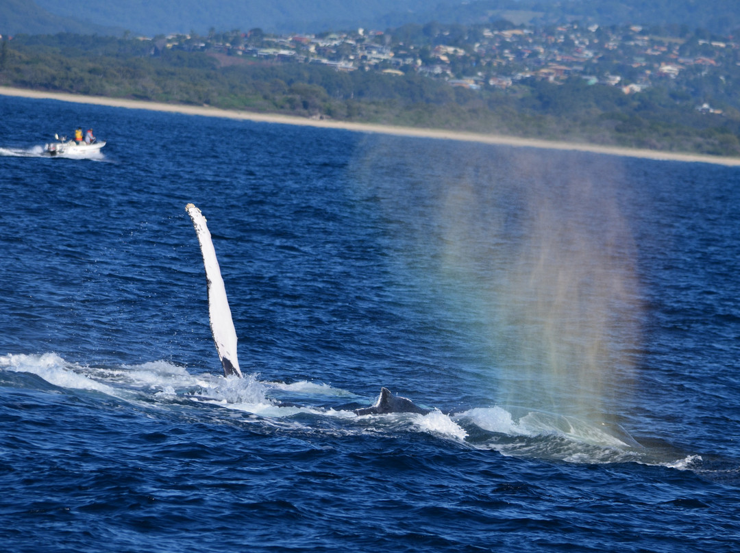 Coolangatta Whale Watch-堤维德岬必去景点