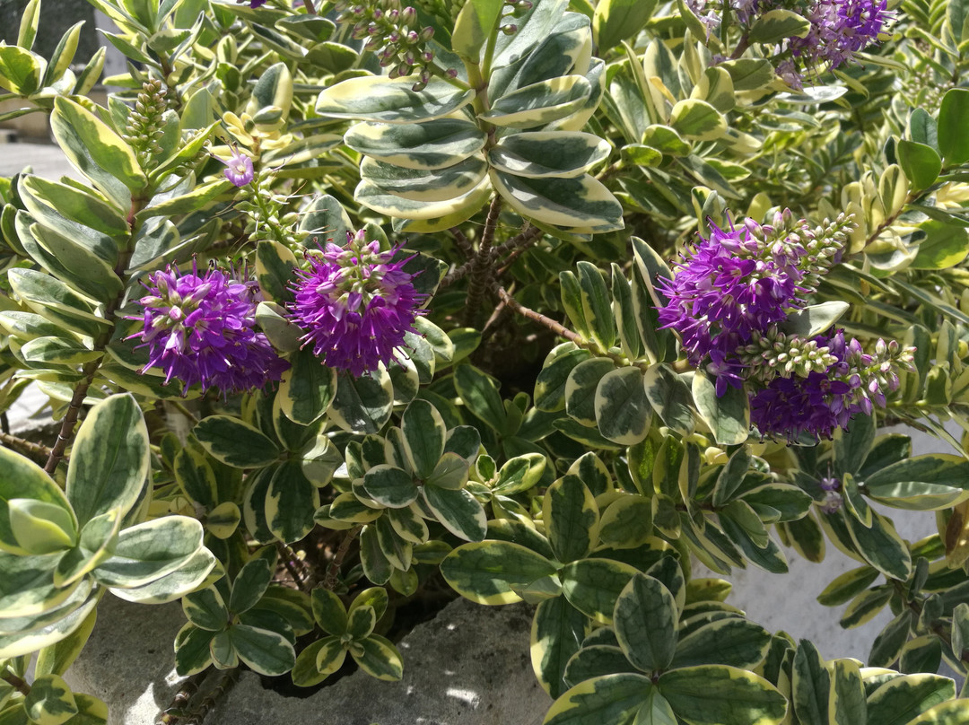 Garden Inn主图