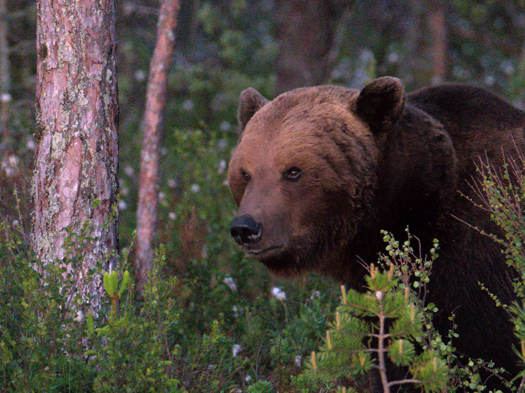 Wildlife Sweden-Camp Ängra-Ljusdal必去景点