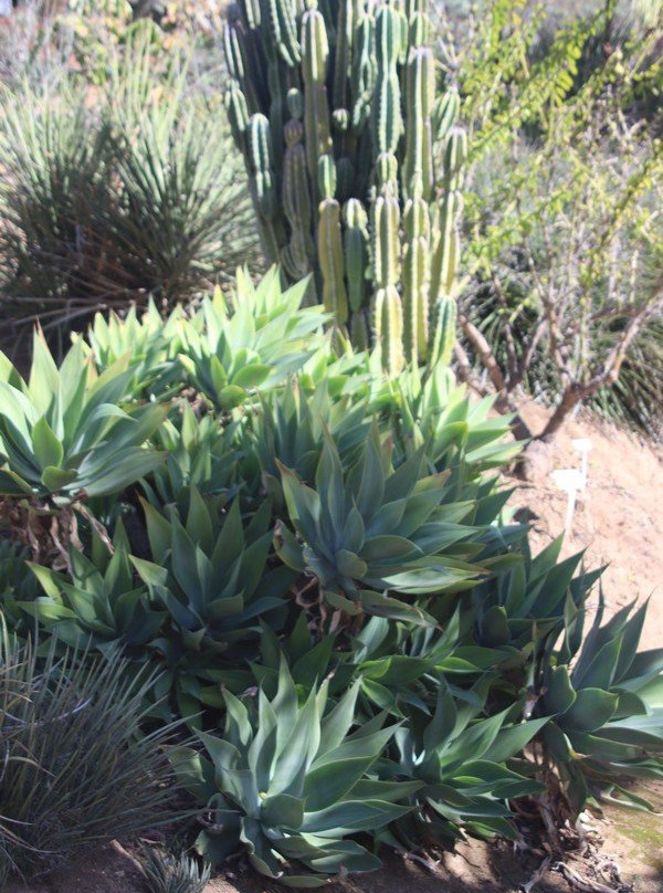 University of California Riverside Botanic Gardens-里弗赛德必去景点