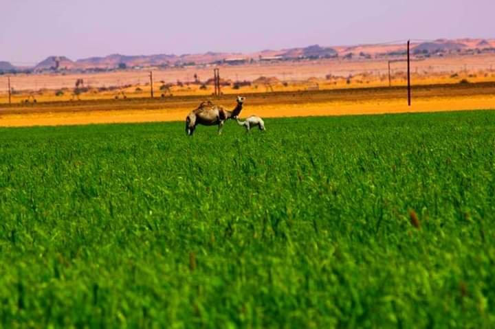 Foum Zguid to Chegaga Tours-Foum Zguid必去景点