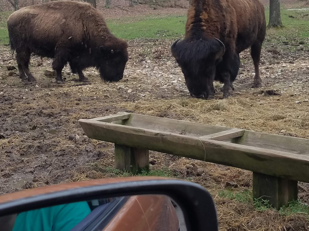 Lone Elk Park-圣路易斯必去景点