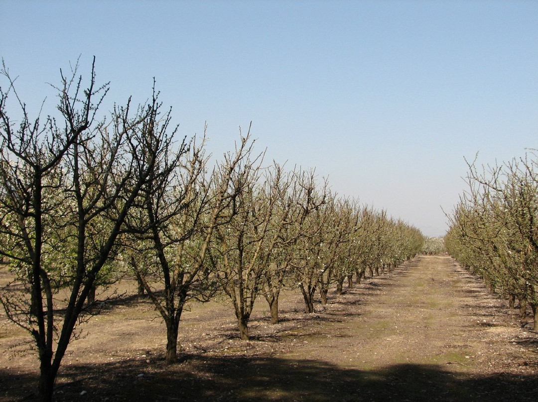 Katif Odem-Odem必去景点