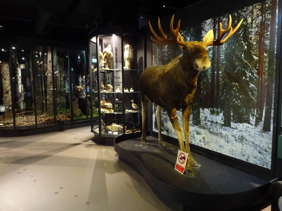 Natural History Museum of Central Finland-于韦斯屈莱必去景点