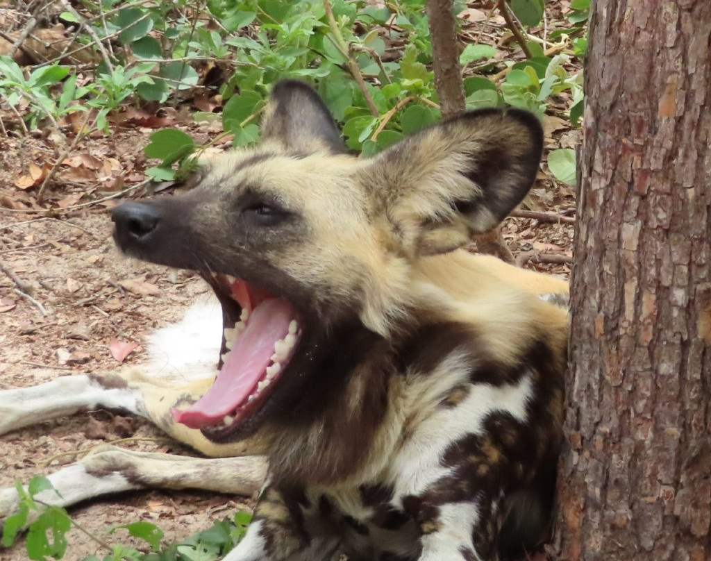 Painted Dog Conservation景点图片