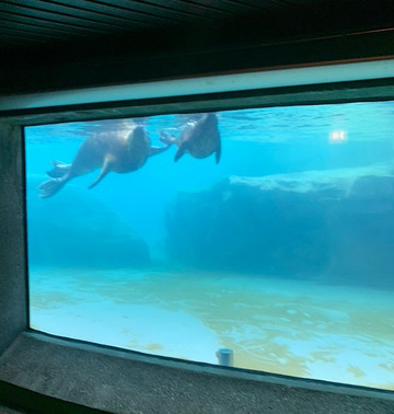 Kovler Sea Lion Pool-芝加哥必去景点