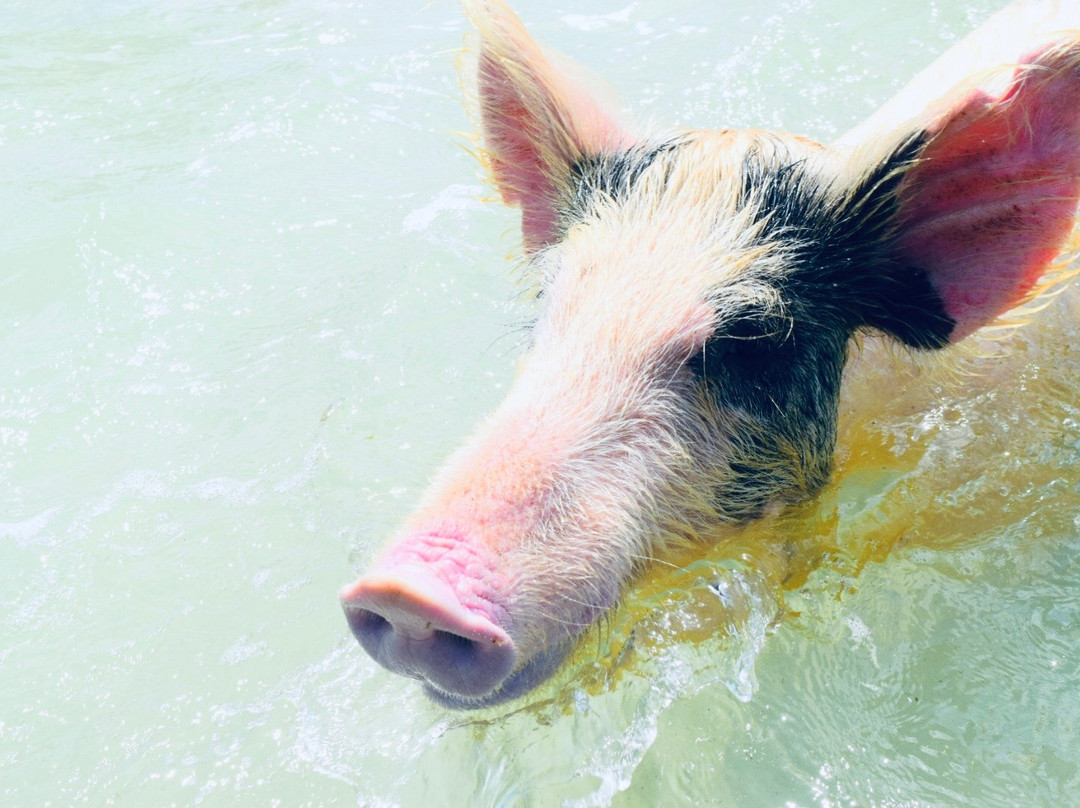 Experience Grand Bahama Island with Hida-弗里波特必去景点