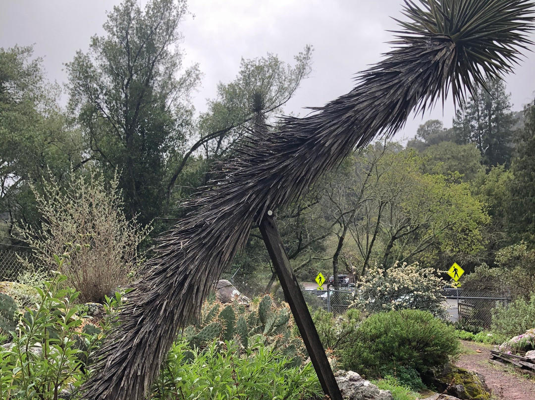 Regional Parks Botanic Garden-伯克利必去景点
