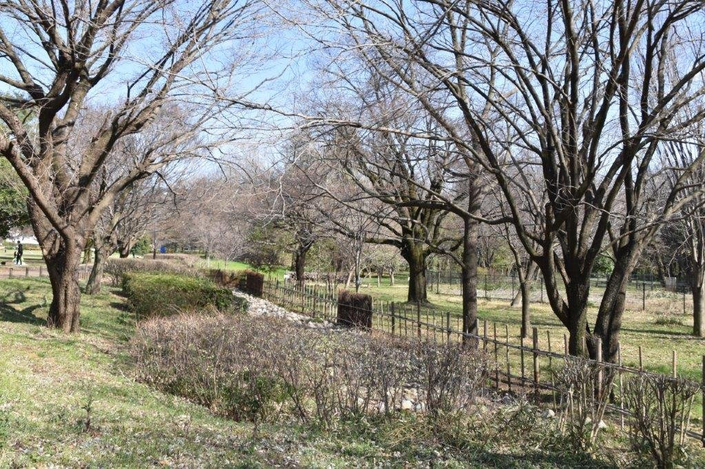 Musashi Kokubunji Park-国分寺市必去景点