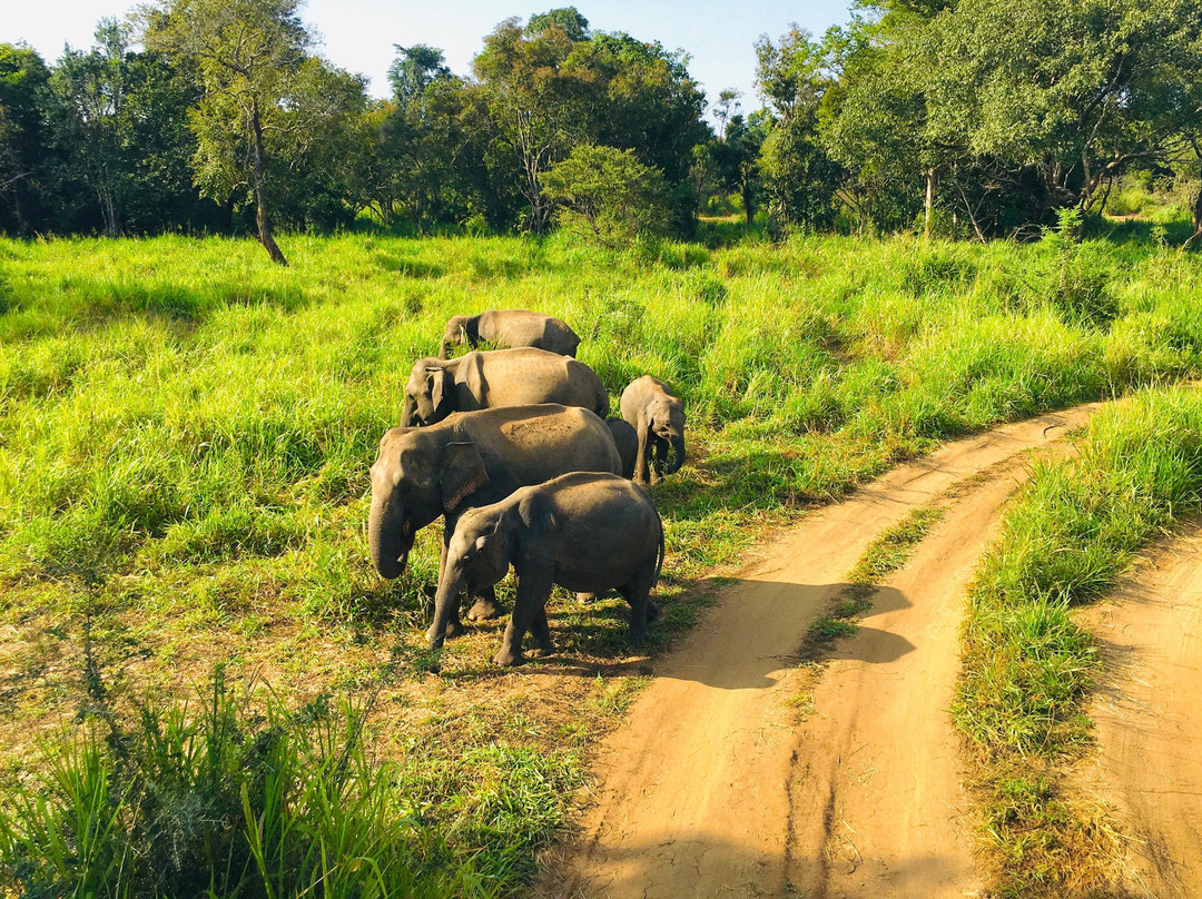 Sri Lanka Jeep Safari景点图片