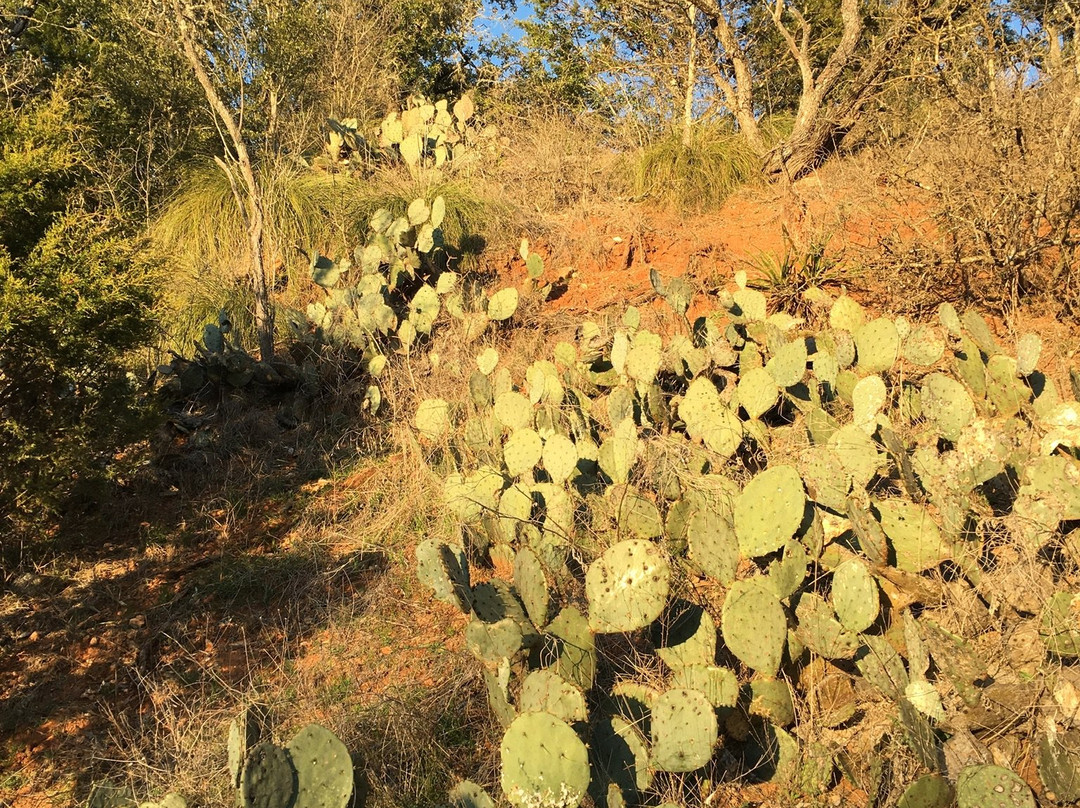 Lady Bird Johnson Municipal Park-弗雷德里克斯堡必去景点