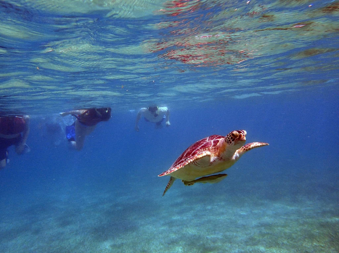 Culebra Island Adventures-库莱布拉岛必去景点