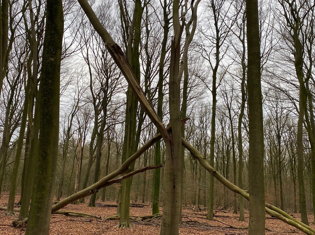 Tongerensche Heide-Emst必去景点