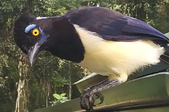 Guia In Iguazu-伊瓜苏必去景点