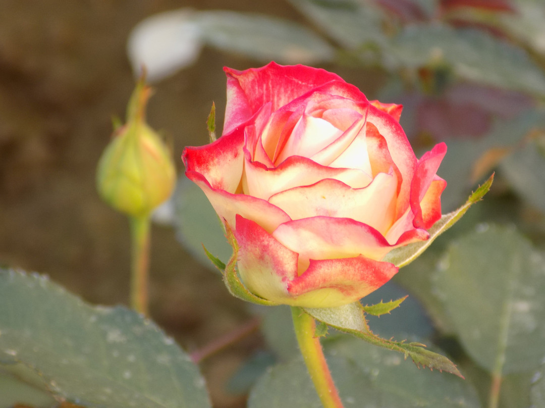 Patanjali Yogpeeth-哈里瓦必去景点