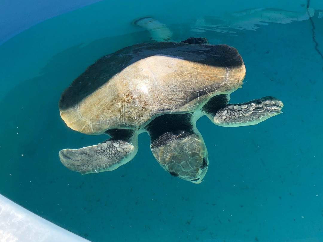Texas Sealife Center-科珀斯克里斯蒂市必去景点