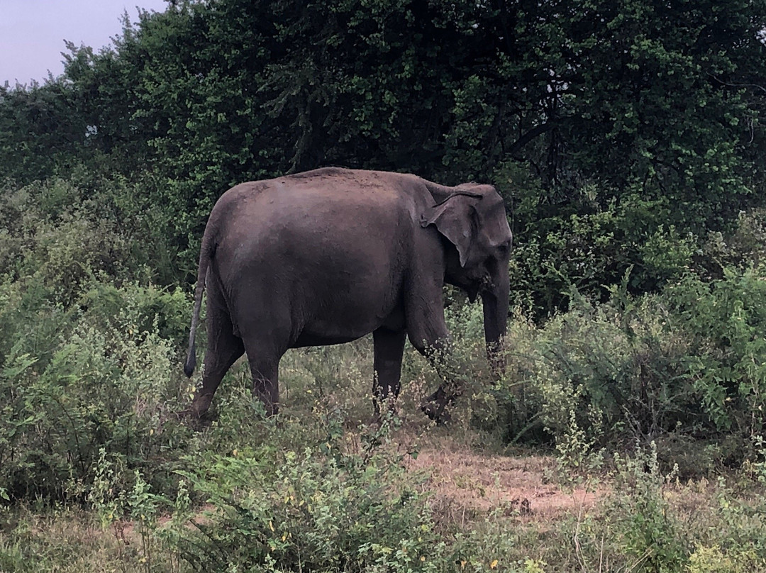 Walauwa Safari Resort主图