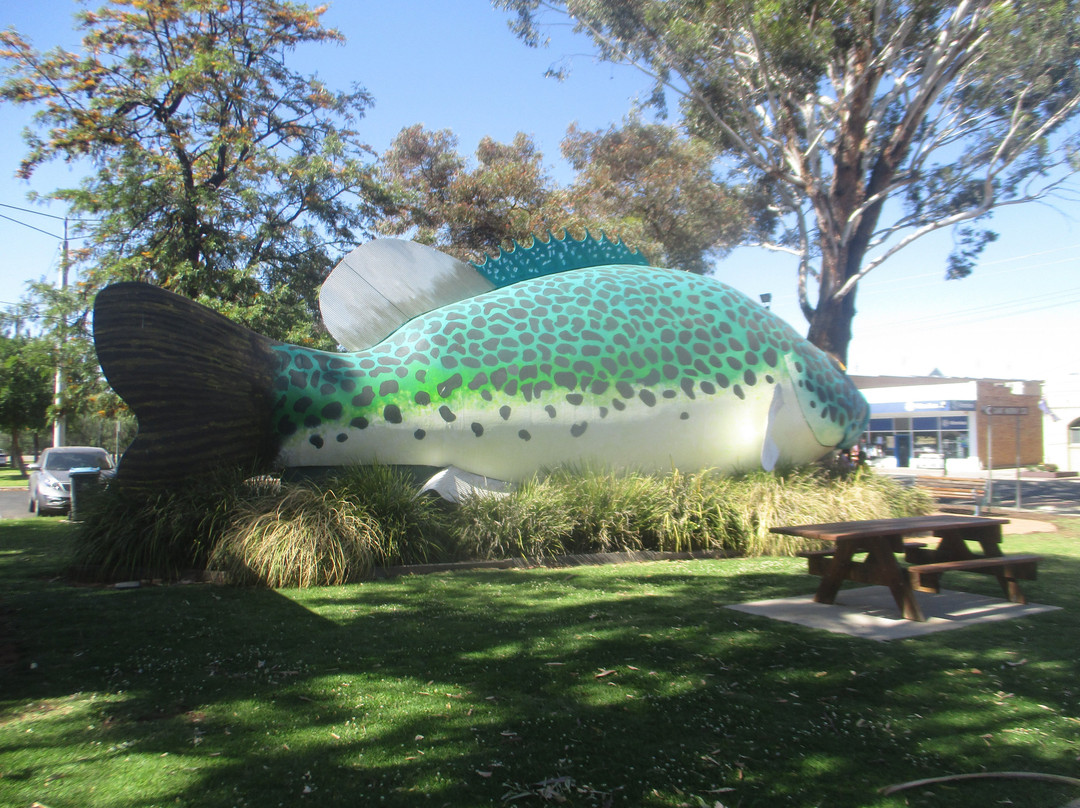 Giant Murray Cod景点图片