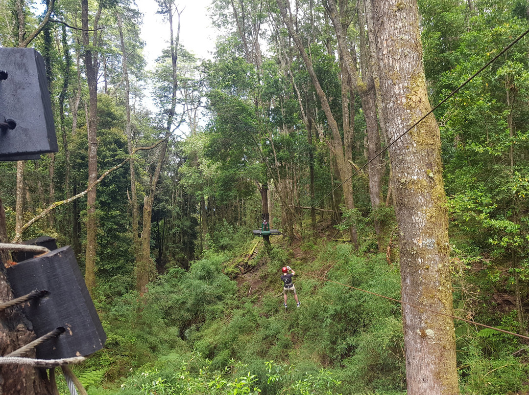 Canopy Chile-巴拉斯港必去景点