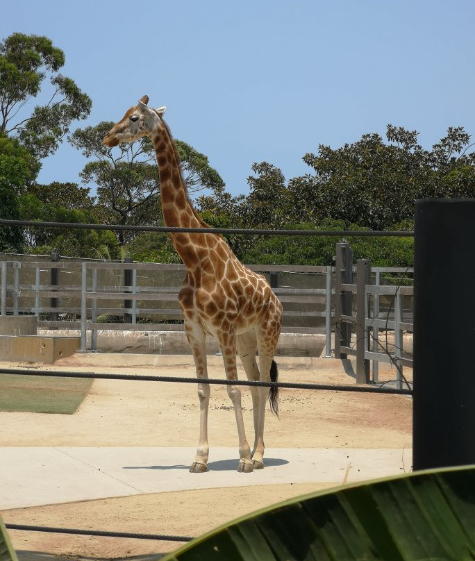 塔隆加动物园到曼利海滩漫步-悉尼必去景点