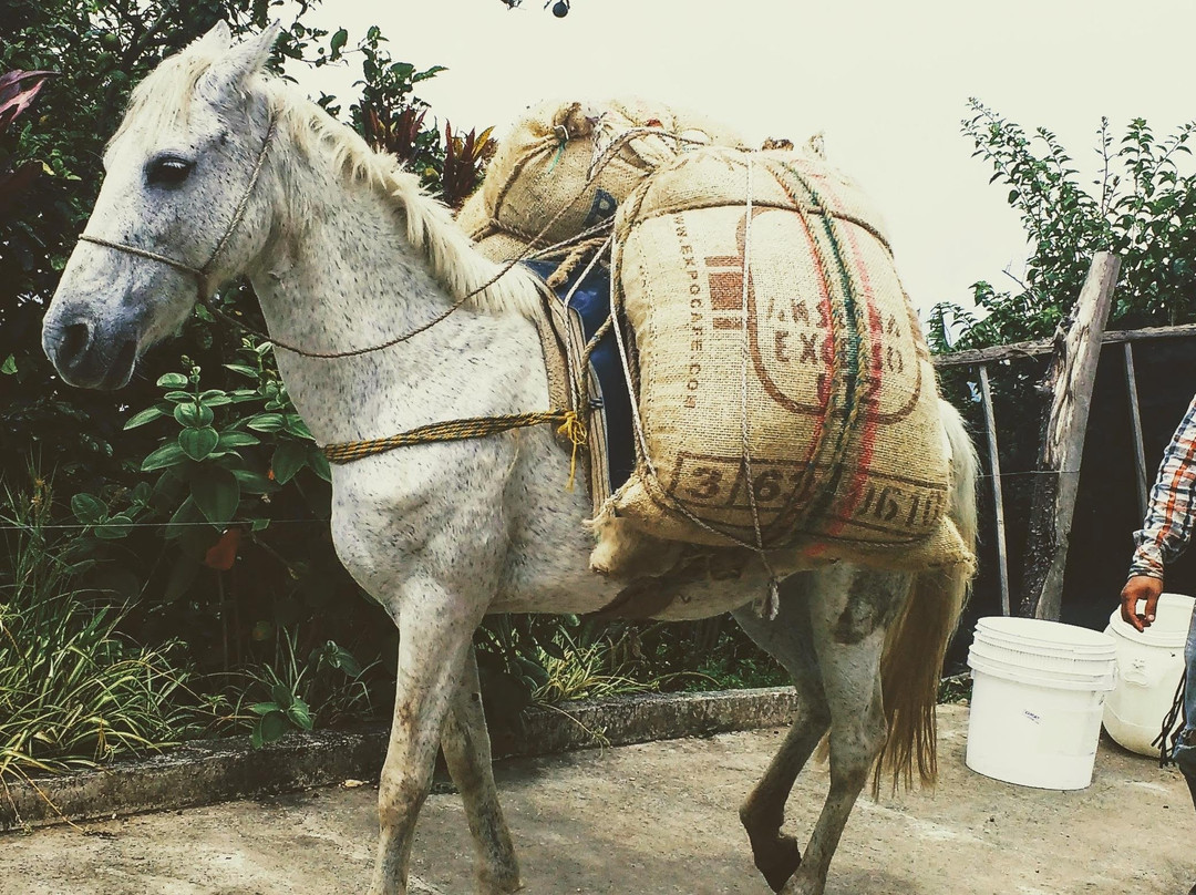 Café Tribu-San Jeronimo必去景点