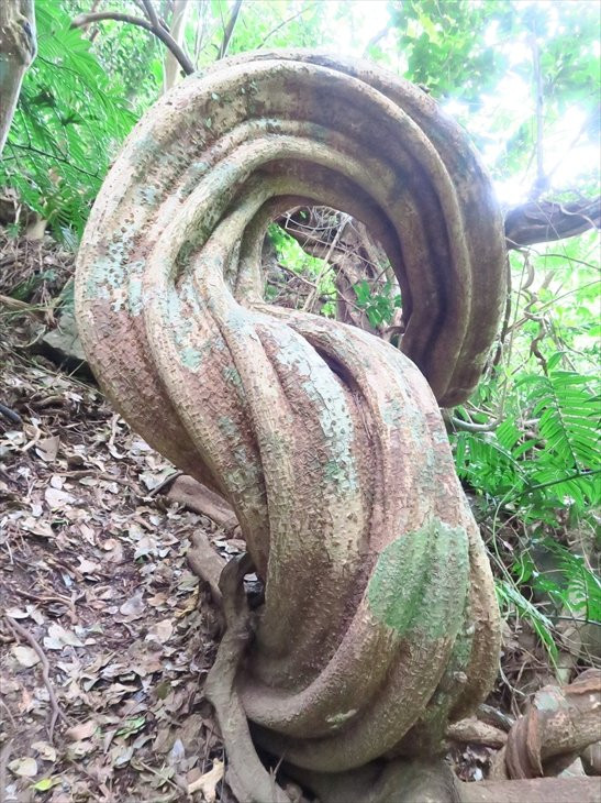 Modama Habitat-奄美市必去景点