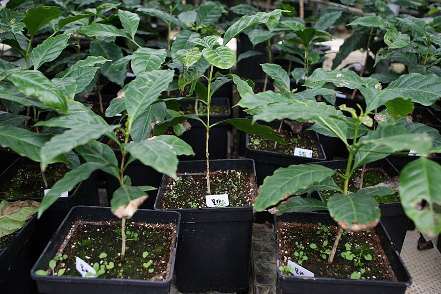 커피농장 산티아고