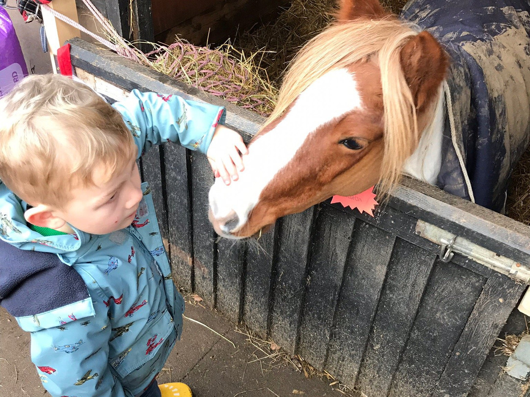 Two Oaks Pony Sanctuary景点图片