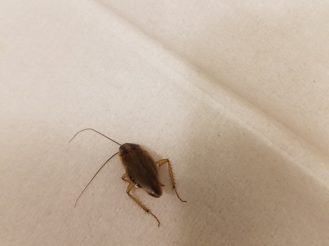 Super 8 by Wyndham Winchester VA主图