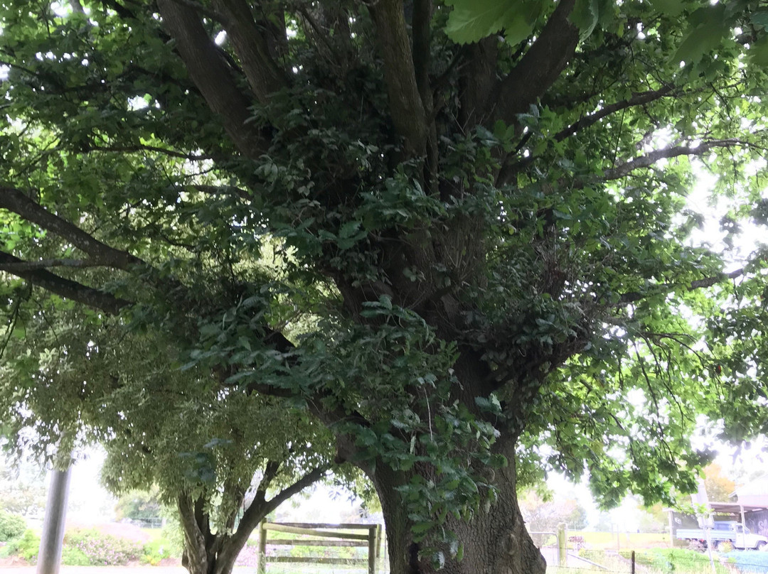 St James Anglican Church-Jindivick必去景点