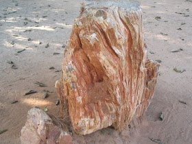 National Fossil Wood Park景点图片