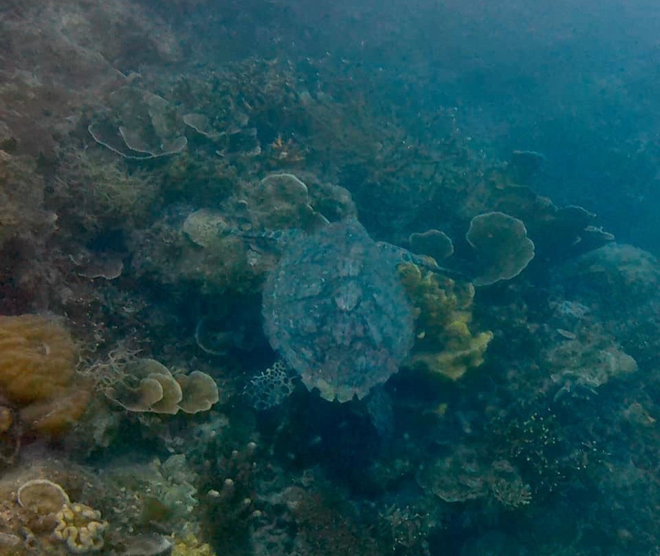 Sunken Japanese Wrecks景点图片