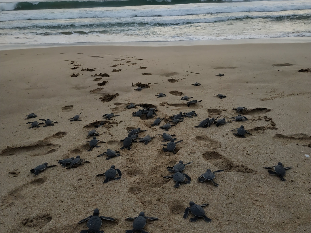 Ujung Genteng Beach-苏加武眉必去景点
