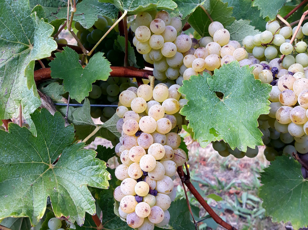 Domaine de la Grézille景点图片