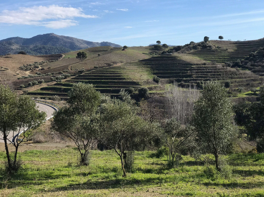 Clos de l'Obac景点图片