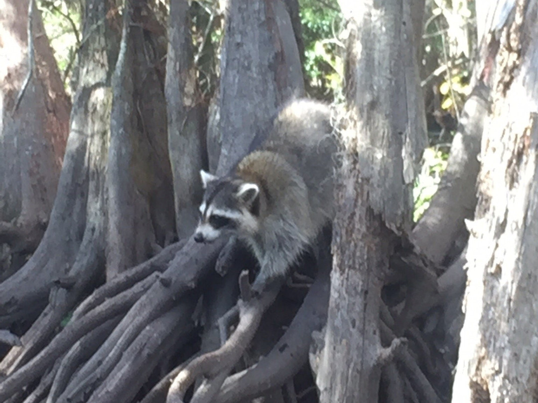 Dr. Wagner's Honey Island Swamp Tours-斯莱德尔必去景点