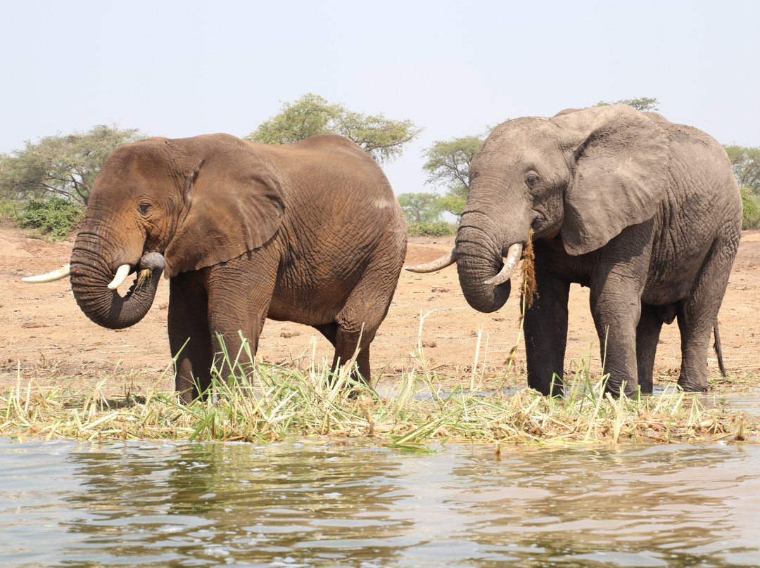 Mambo Gorilla Safari Uganda-吉佳利必去景点