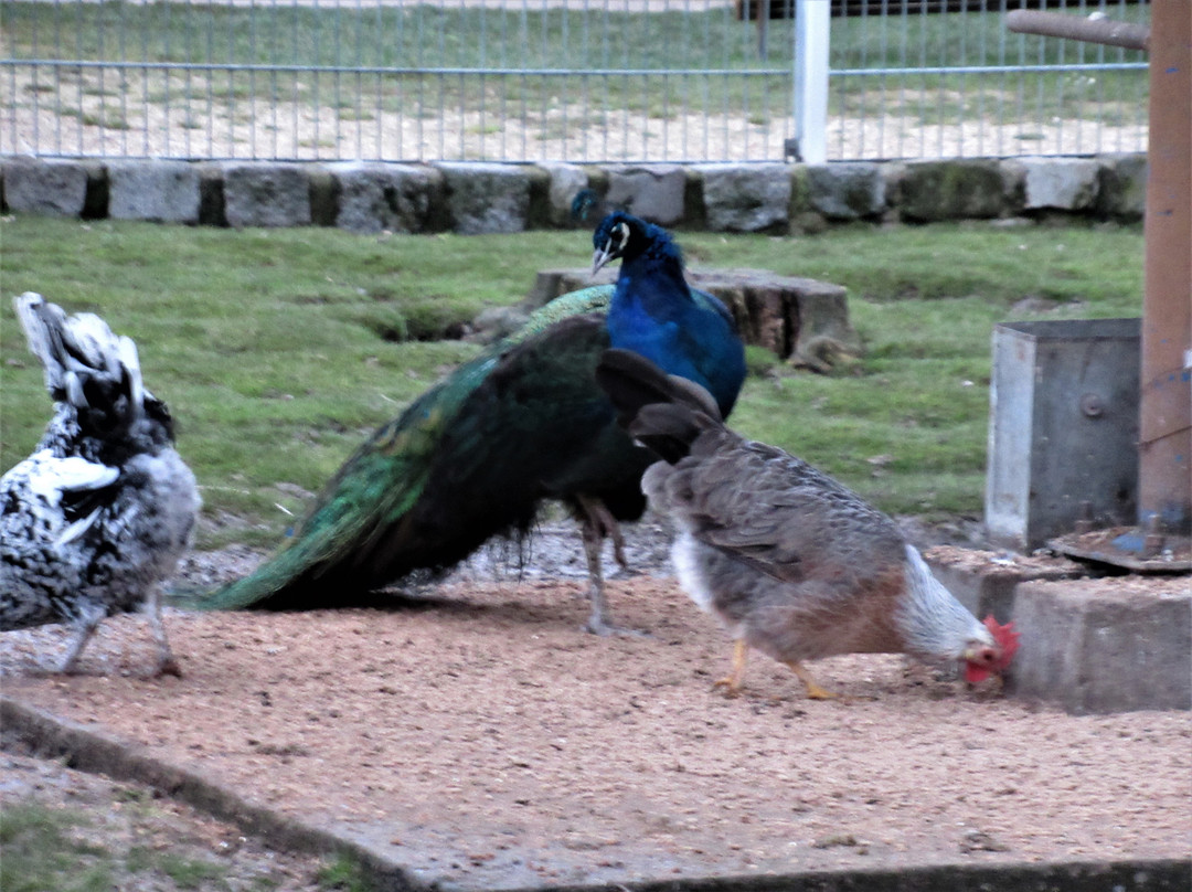 Parc des Gondoles-Choisy-le-roi必去景点