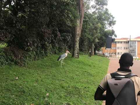 Airpals Safaris Tour-坎帕拉必去景点