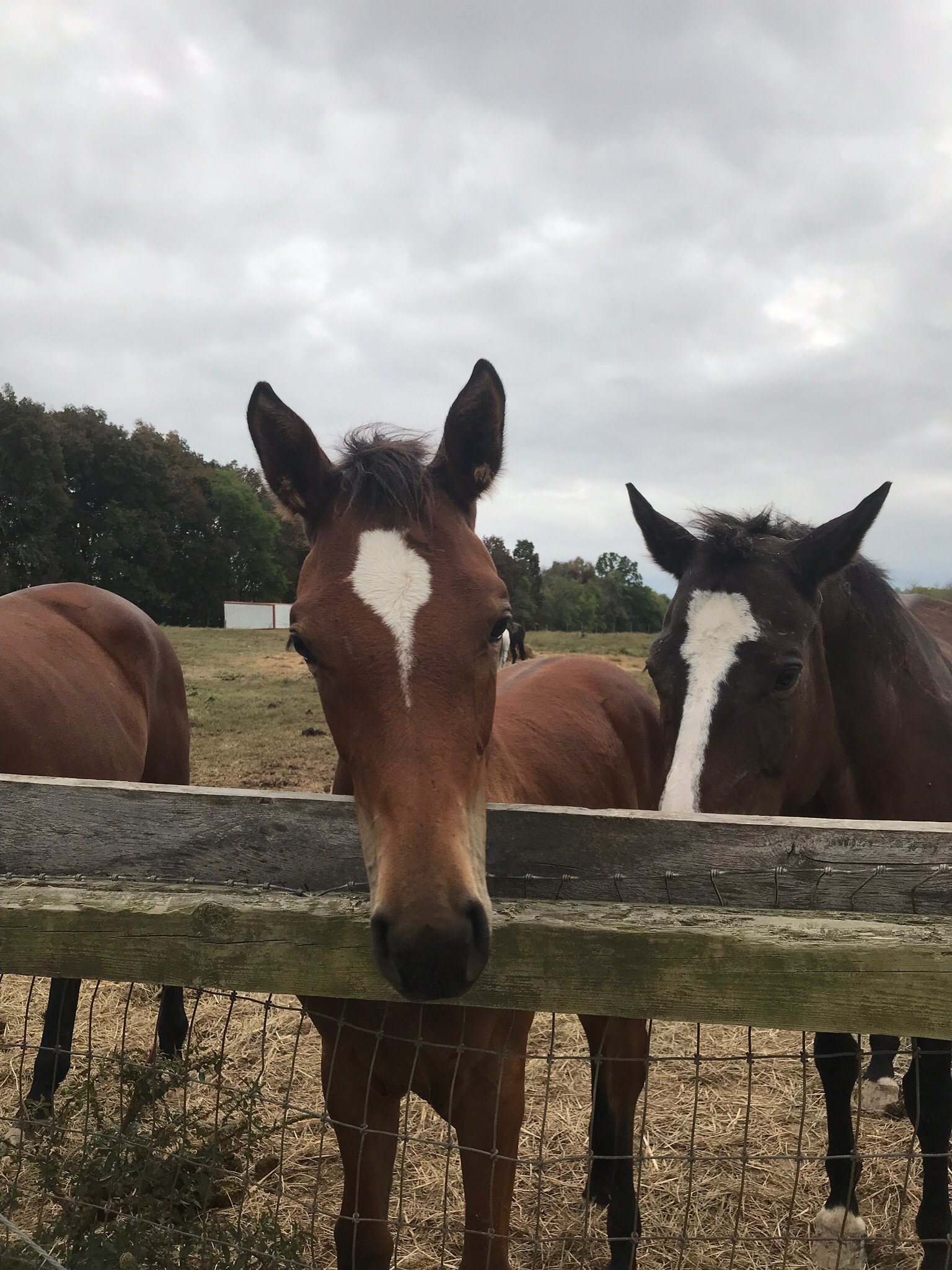 Clearview Horse Farm B&B-官方