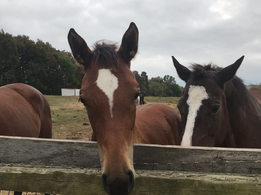 Clearview Horse Farm B&B主图