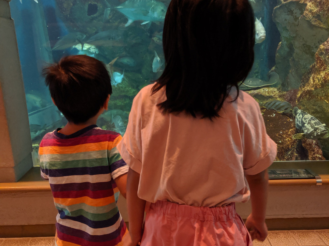 Shibukawa Marine Aquariums (Tamano City Marine Museum)景点图片