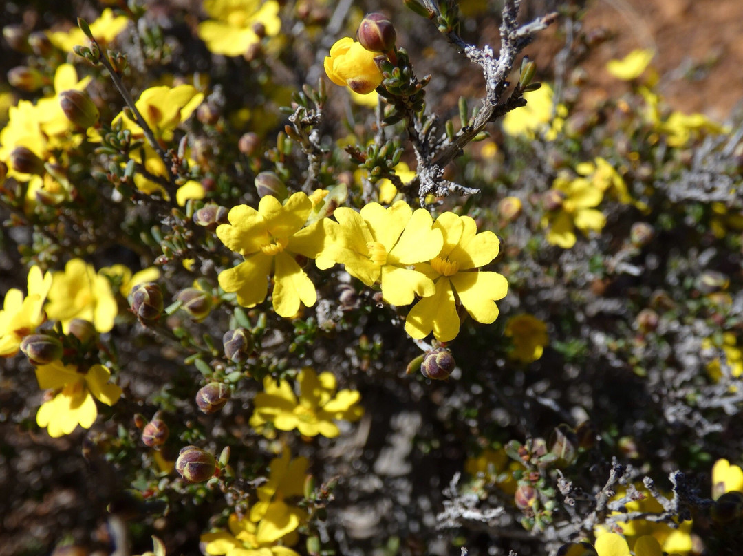 Ravensthorpe Range-Ravensthorpe必去景点